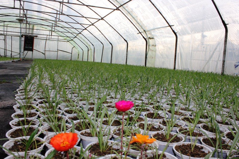 تولید۲۵۰ هزار نشاء گل در گلخانه های شهرداری منطقه پنج