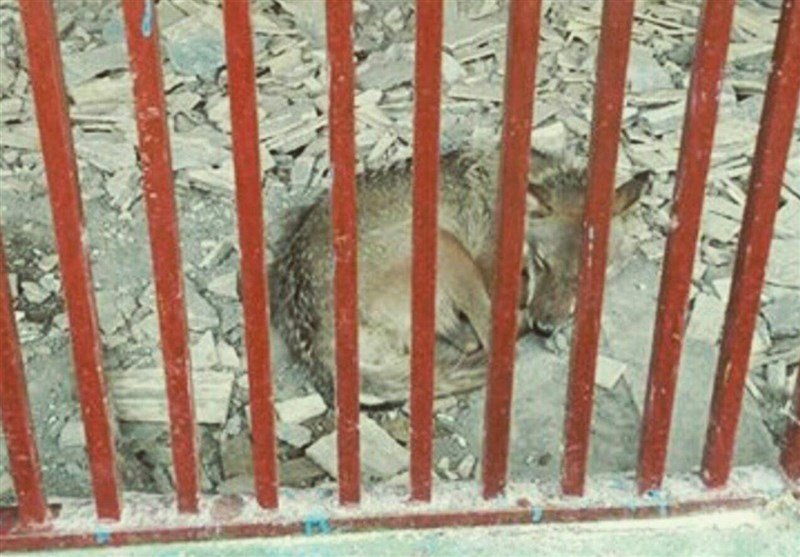 انتشار فیلم و تصاویری از وضعیت حیوانات در باغ وحش باغلار باغی خبر ساز شد