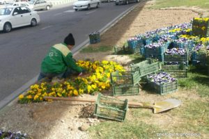 کاشت ۳۰ هزار گلدان شب‌بو و ۱۵ هزار جعبه بنفشه در سطح منطقه ۳