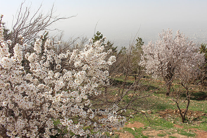 تصویری/ شکوفه های بهاری عینالی