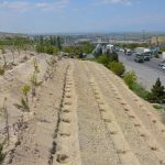 کاشت کاج های سیاه در ترانشه های اتوبان شهید کسایی در راستای ایجاد کمربند سبز
