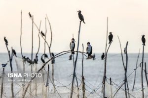 تلفات غیر متعارف پرندگان مهاجر در آذربایجان شرقی مشاهده نشده است