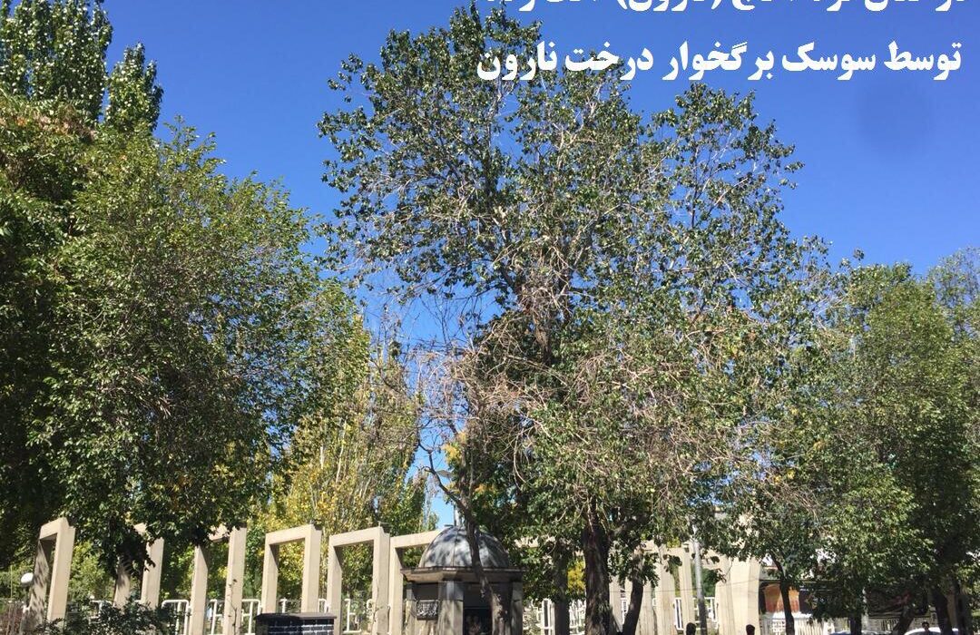واپسین نفس‏های درختان قره‏آغاج (نارون) تبریز