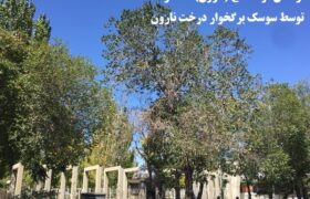 واپسین نفس‏های درختان قره‏آغاج (نارون) تبریز
