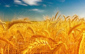 ۷۲ درصد وجه گندم خریداری شده در آذربایجان شرقی پرداخت شده
است
