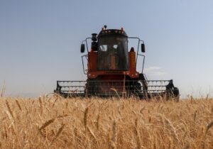 خرید تضمینی ۱۰۶ هزار تن گندم در آذربایجان‌شرقی