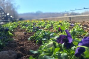 آغاز کاشت گل‌های بهاره در تفرجگاه “ائل گولی” تبریز