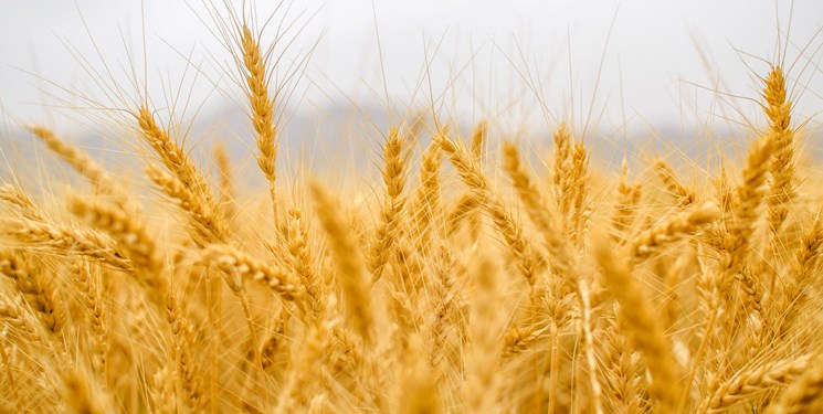 قاچاق گندم در کشور برنامه ریزی شده است/ اتمام حجت برای اعلام خرید تضمینی گندم